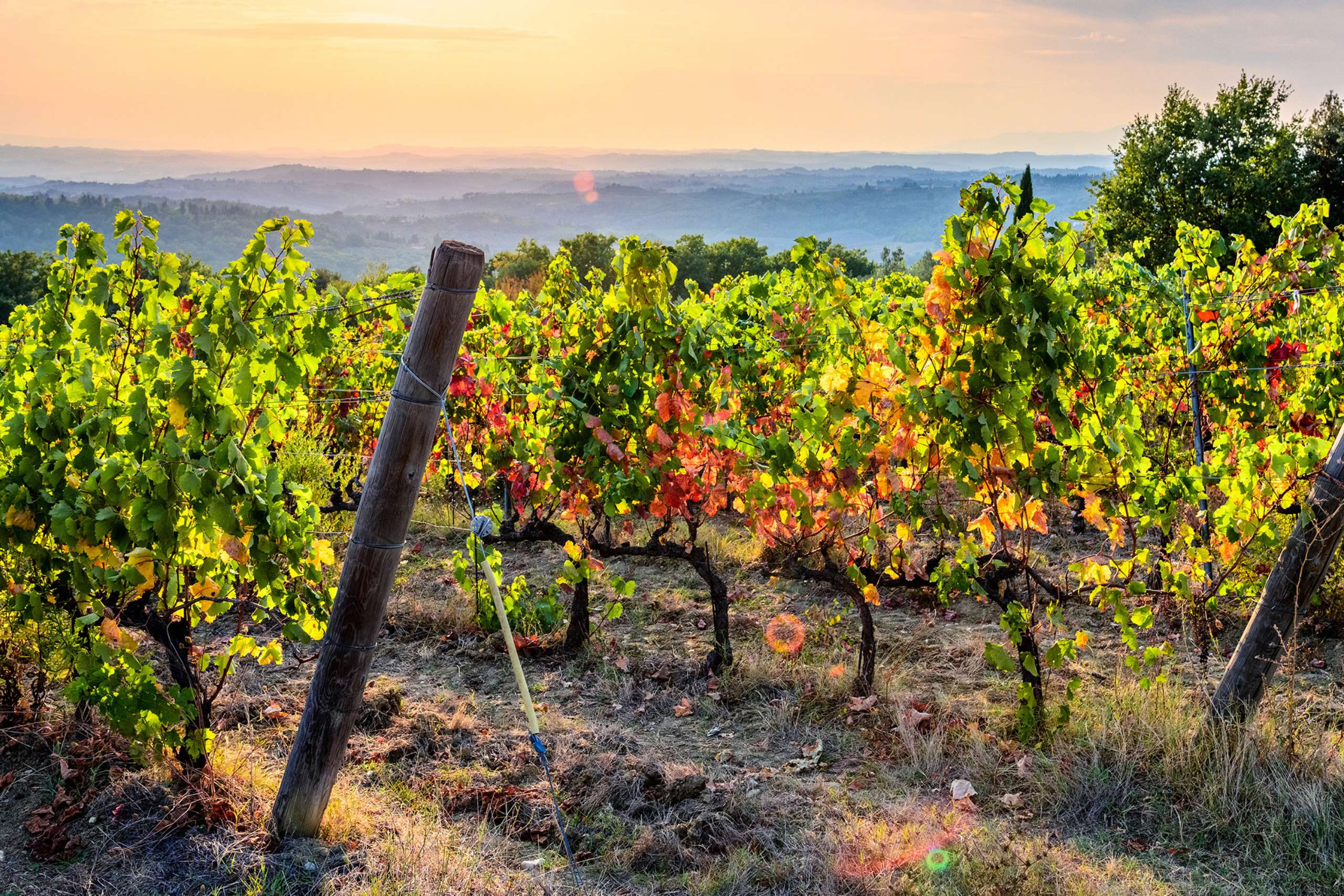 
                                    Organic Wine in Tuscany, Italy

                    